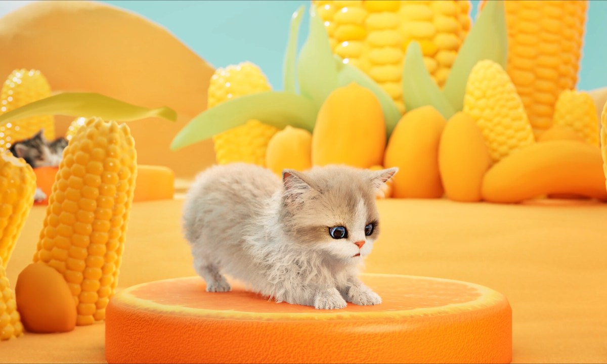 A cat sits in a room full of corn in Catly.