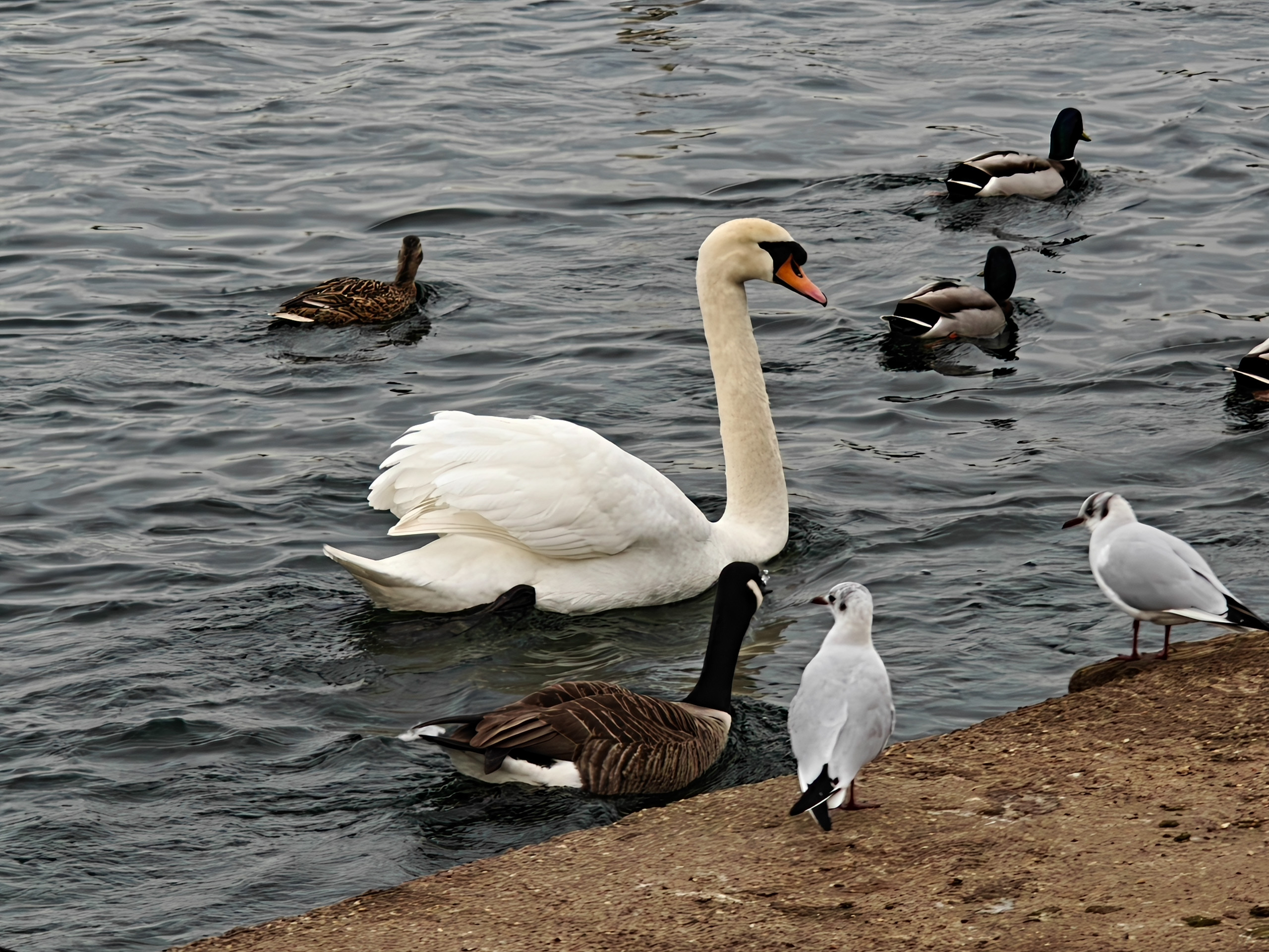 10x camera sample captured on the Oppo Find N5