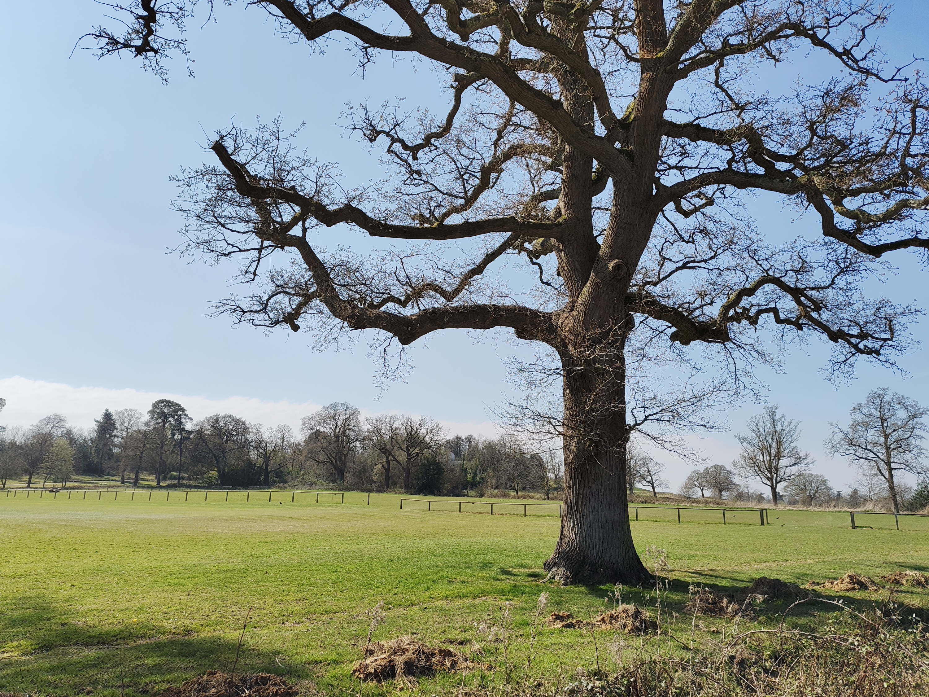 A photo taken with the Nothing Phone 3a Pro's main camera.